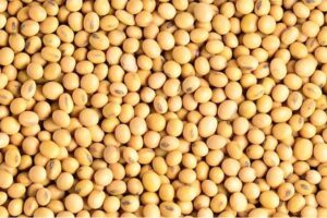 Bénin : la SIPI lance une opération d’achat des stocks de soja disponibles sur le territoire national