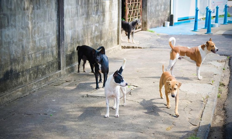 Recrudescence des cas de rage canine au Bénin : le gouvernement annonce l’abattage systématique de tout animal de compagnie laissé en divagation