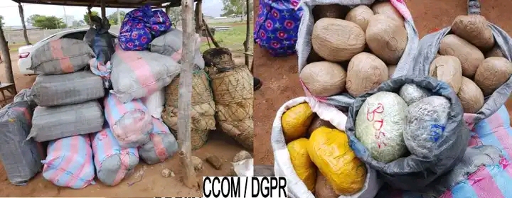 Bénin : 1240 kg de chanvre indien saisis par la police à Sèmèrè