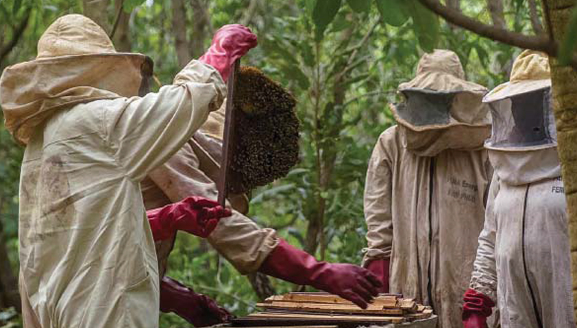 Bénin : reprise des formations pour les 10 000 jeunes bénéficiaires du programme Apiculture Azôli