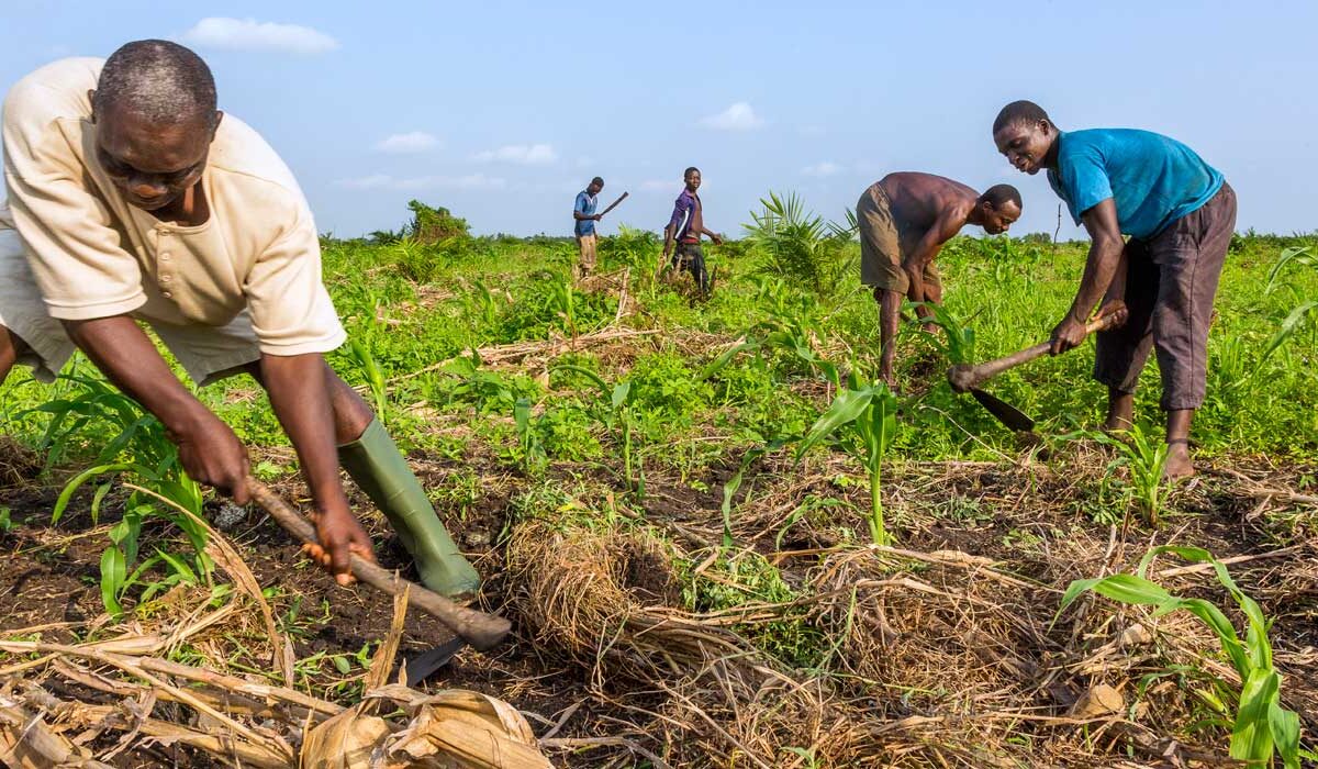 Bénin : le gouvernement instaure l’assurance agricole indicielle