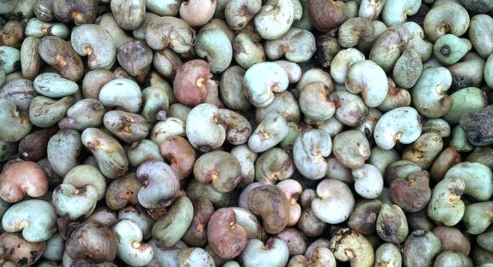 Commercialisation des noix brutes de cajou : les modalités de la campagne 2025-2026 dévoilées