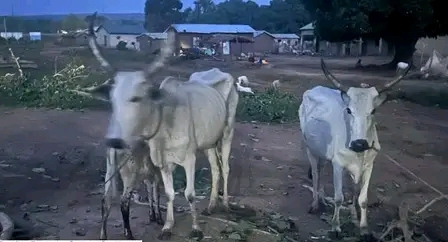 Vol de trois vaches au Nigeria : un jeune bouvier arrêté au Bénin, deux suspects toujours en fuite