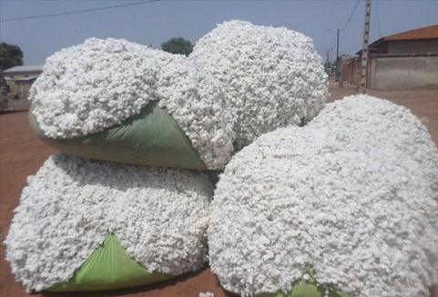 Bénin : les prix des intrants agricoles et du coton graine fixés pour la campagne 2026-2027