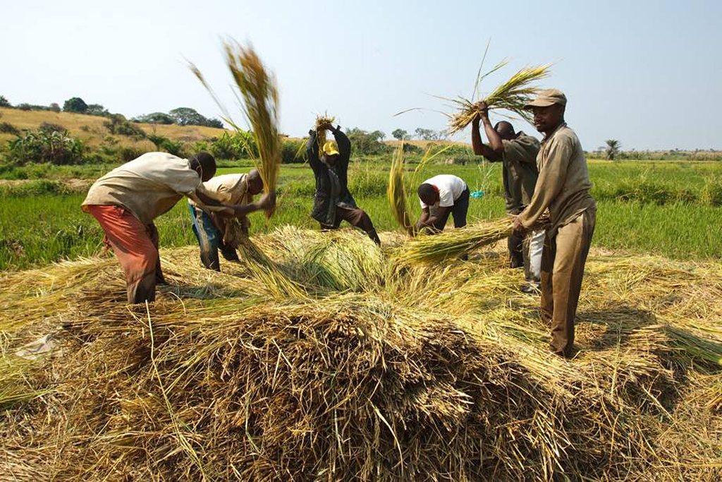 Agriculture au Bénin : le gouvernement instaure de nouvelles primes pour les producteurs de quatre filières agricoles