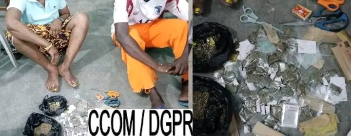 Lutte contre les produits psychotropes au Bénin : 02 présumés trafiquants de chanvre indien interpellés à Agla-Petit Château