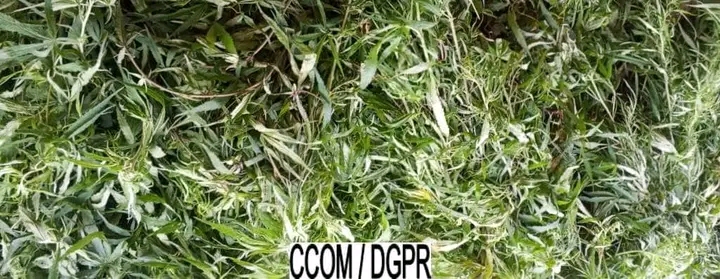 Okpara : la police découvre une plantation de chanvre indien d’un hectare, un suspect placé en garde à vue