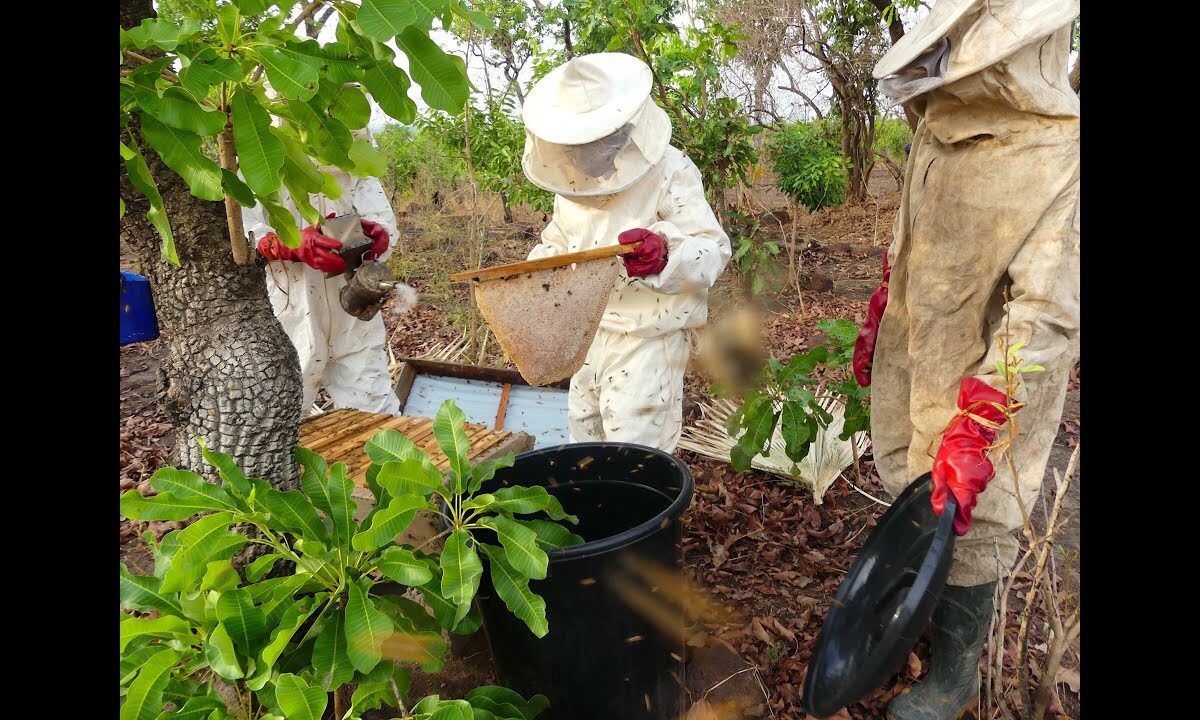 Opération « 10 000 jeunes en apiculture » : le programme Azôli annonce le démarrage de la formation des bénéficiaires du Zou et des Collines