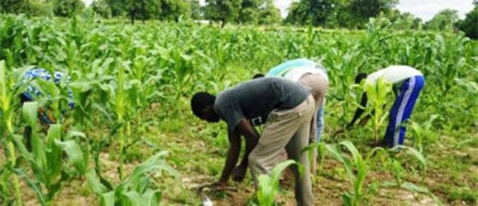 Bénin : 2 000 producteurs de maïs ciblés par la phase pilote du programme de protection sociale des agriculteurs