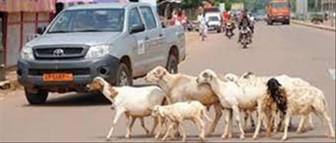 Divagation des animaux à Abomey : la municipalité annonce une campagne de sensibilisation avant la répression dès le 1er octobre